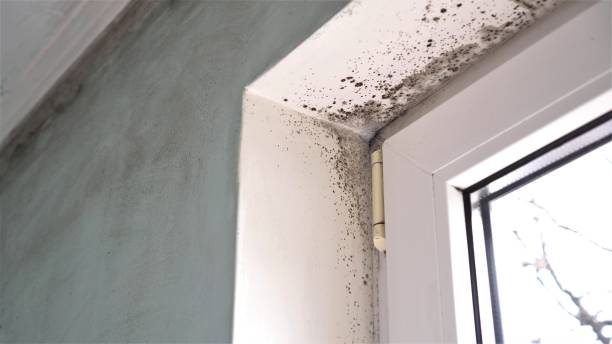 Best Forensic Mold Investigation  in Mcmechen, WV