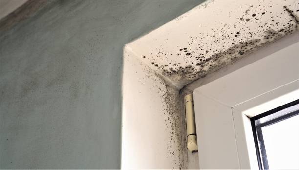 Best Post-Construction Mold Inspection  in Mcmechen, WV