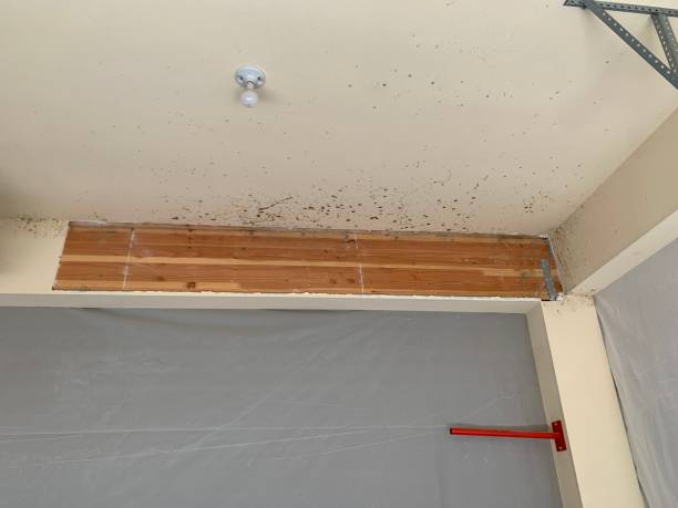  Mcmechen, WV Mold Removal Pros