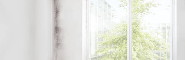 Best Asbestos and Lead Testing During Mold Inspection  in Mcmechen, WV