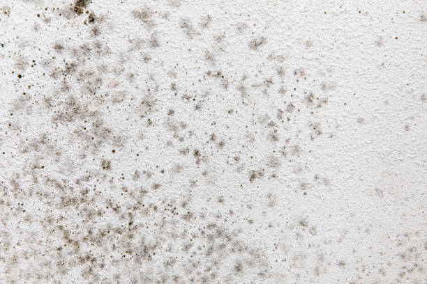Best Mold Documentation for Insurance Claims  in Mcmechen, WV