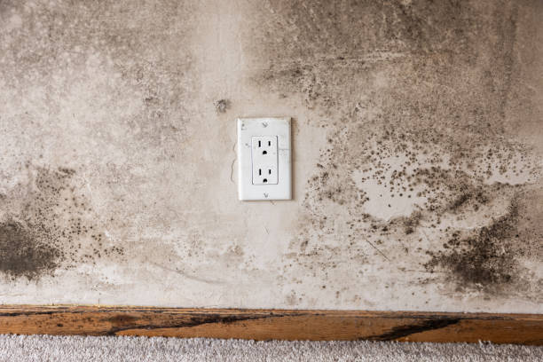 Mold Odor Removal Services in Mcmechen, WV