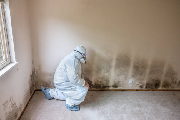 Best Mold Remediation for Healthcare Facilities  in Mcmechen, WV