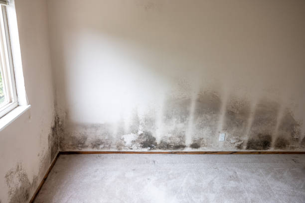 Best Commercial Mold Inspection  in Mcmechen, WV